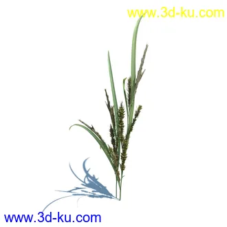 稗子,稗草,小野芝麻,菵草,西洋蒲公英,梯牧草,虉草,大荨麻,车前子,小草模型合集的图片