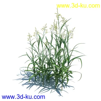 稗子,稗草,小野芝麻,菵草,西洋蒲公英,梯牧草,虉草,大荨麻,车前子,小草模型合集的图片