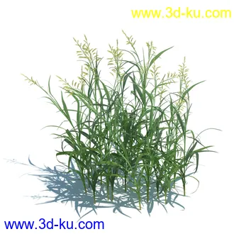 稗子,稗草,小野芝麻,菵草,西洋蒲公英,梯牧草,虉草,大荨麻,车前子,小草模型合集的图片