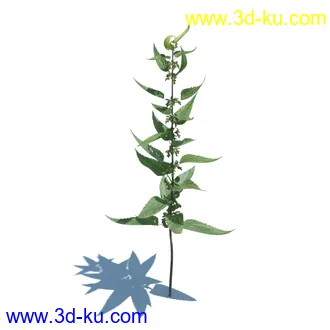 稗子,稗草,小野芝麻,菵草,西洋蒲公英,梯牧草,虉草,大荨麻,车前子,小草模型合集的图片