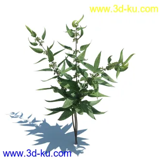 稗子,稗草,小野芝麻,菵草,西洋蒲公英,梯牧草,虉草,大荨麻,车前子,小草模型合集的图片