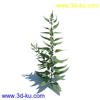 稗子,稗草,小野芝麻,菵草,西洋蒲公英,梯牧草,虉草,大荨麻,车前子,小草模型合集的图片