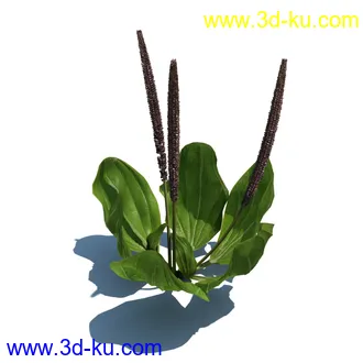 稗子,稗草,小野芝麻,菵草,西洋蒲公英,梯牧草,虉草,大荨麻,车前子,小草模型合集的图片
