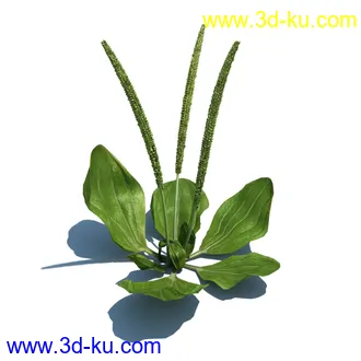 稗子,稗草,小野芝麻,菵草,西洋蒲公英,梯牧草,虉草,大荨麻,车前子,小草模型合集的图片