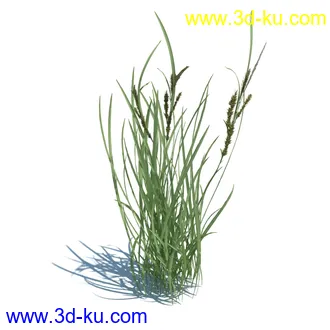 稗子,稗草,小野芝麻,菵草,西洋蒲公英,梯牧草,虉草,大荨麻,车前子,小草模型合集的图片