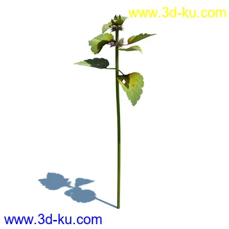 稗子,稗草,小野芝麻,菵草,西洋蒲公英,梯牧草,虉草,大荨麻,车前子,小草模型合集的图片