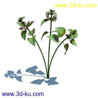 稗子,稗草,小野芝麻,菵草,西洋蒲公英,梯牧草,虉草,大荨麻,车前子,小草模型合集的图片