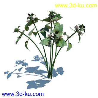 稗子,稗草,小野芝麻,菵草,西洋蒲公英,梯牧草,虉草,大荨麻,车前子,小草模型合集的图片