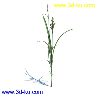 稗子,稗草,小野芝麻,菵草,西洋蒲公英,梯牧草,虉草,大荨麻,车前子,小草模型合集的图片