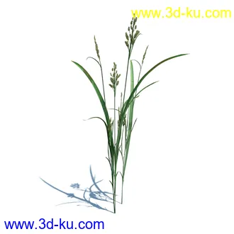 稗子,稗草,小野芝麻,菵草,西洋蒲公英,梯牧草,虉草,大荨麻,车前子,小草模型合集的图片