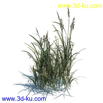 稗子,稗草,小野芝麻,菵草,西洋蒲公英,梯牧草,虉草,大荨麻,车前子,小草模型合集的图片
