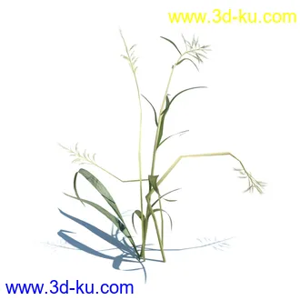 虉草,欧芹,北艾,杂草,白车轴草,剪股颖,海冬青,芦苇,蕨麻,宽叶香蒲,植物模型合集的图片