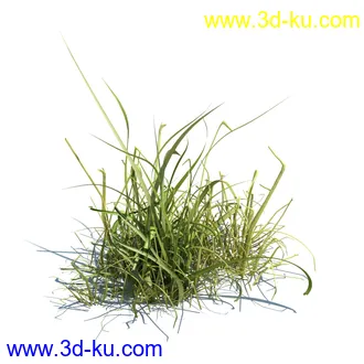 虉草,欧芹,北艾,杂草,白车轴草,剪股颖,海冬青,芦苇,蕨麻,宽叶香蒲,植物模型合集的图片