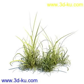 虉草,欧芹,北艾,杂草,白车轴草,剪股颖,海冬青,芦苇,蕨麻,宽叶香蒲,植物模型合集的图片