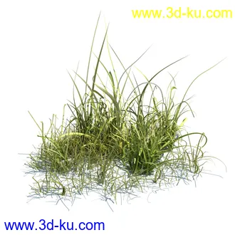 虉草,欧芹,北艾,杂草,白车轴草,剪股颖,海冬青,芦苇,蕨麻,宽叶香蒲,植物模型合集的图片