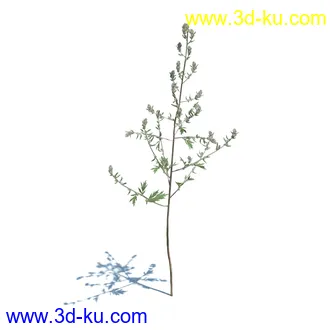 虉草,欧芹,北艾,杂草,白车轴草,剪股颖,海冬青,芦苇,蕨麻,宽叶香蒲,植物模型合集的图片