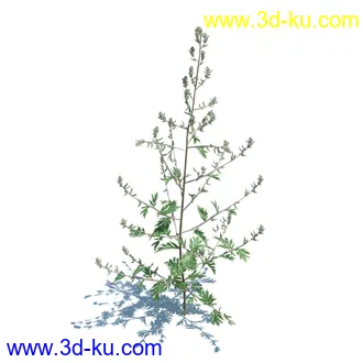 虉草,欧芹,北艾,杂草,白车轴草,剪股颖,海冬青,芦苇,蕨麻,宽叶香蒲,植物模型合集的图片