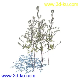 虉草,欧芹,北艾,杂草,白车轴草,剪股颖,海冬青,芦苇,蕨麻,宽叶香蒲,植物模型合集的图片