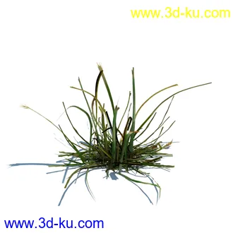 虉草,欧芹,北艾,杂草,白车轴草,剪股颖,海冬青,芦苇,蕨麻,宽叶香蒲,植物模型合集的图片