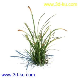 虉草,欧芹,北艾,杂草,白车轴草,剪股颖,海冬青,芦苇,蕨麻,宽叶香蒲,植物模型合集的图片