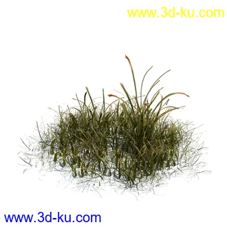 虉草,欧芹,北艾,杂草,白车轴草,剪股颖,海冬青,芦苇,蕨麻,宽叶香蒲,植物模型合集的图片