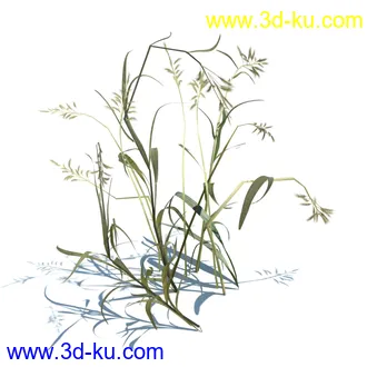 虉草,欧芹,北艾,杂草,白车轴草,剪股颖,海冬青,芦苇,蕨麻,宽叶香蒲,植物模型合集的图片13