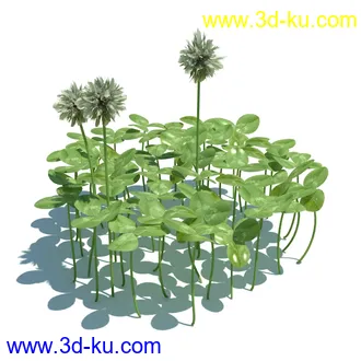 虉草,欧芹,北艾,杂草,白车轴草,剪股颖,海冬青,芦苇,蕨麻,宽叶香蒲,植物模型合集的图片14