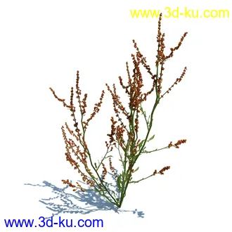 虉草,欧芹,北艾,杂草,白车轴草,剪股颖,海冬青,芦苇,蕨麻,宽叶香蒲,植物模型合集的图片15