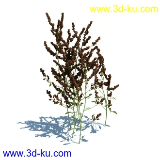 虉草,欧芹,北艾,杂草,白车轴草,剪股颖,海冬青,芦苇,蕨麻,宽叶香蒲,植物模型合集的图片16