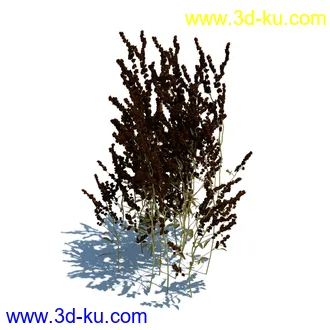 虉草,欧芹,北艾,杂草,白车轴草,剪股颖,海冬青,芦苇,蕨麻,宽叶香蒲,植物模型合集的图片17