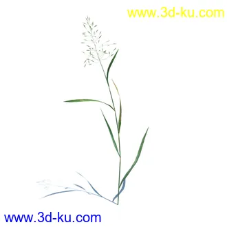 虉草,欧芹,北艾,杂草,白车轴草,剪股颖,海冬青,芦苇,蕨麻,宽叶香蒲,植物模型合集的图片18