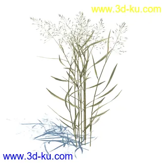 虉草,欧芹,北艾,杂草,白车轴草,剪股颖,海冬青,芦苇,蕨麻,宽叶香蒲,植物模型合集的图片19