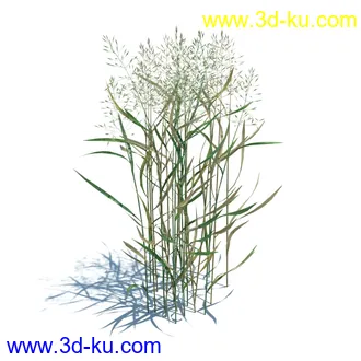 虉草,欧芹,北艾,杂草,白车轴草,剪股颖,海冬青,芦苇,蕨麻,宽叶香蒲,植物模型合集的图片20