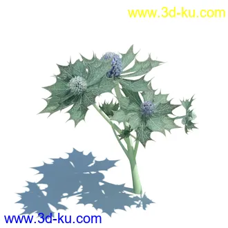 虉草,欧芹,北艾,杂草,白车轴草,剪股颖,海冬青,芦苇,蕨麻,宽叶香蒲,植物模型合集的图片21