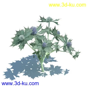 虉草,欧芹,北艾,杂草,白车轴草,剪股颖,海冬青,芦苇,蕨麻,宽叶香蒲,植物模型合集的图片22