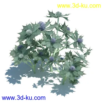 虉草,欧芹,北艾,杂草,白车轴草,剪股颖,海冬青,芦苇,蕨麻,宽叶香蒲,植物模型合集的图片23