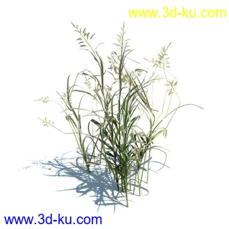 虉草,欧芹,北艾,杂草,白车轴草,剪股颖,海冬青,芦苇,蕨麻,宽叶香蒲,植物模型合集的图片