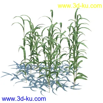 虉草,欧芹,北艾,杂草,白车轴草,剪股颖,海冬青,芦苇,蕨麻,宽叶香蒲,植物模型合集的图片25