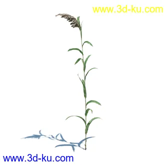 虉草,欧芹,北艾,杂草,白车轴草,剪股颖,海冬青,芦苇,蕨麻,宽叶香蒲,植物模型合集的图片26