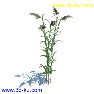 虉草,欧芹,北艾,杂草,白车轴草,剪股颖,海冬青,芦苇,蕨麻,宽叶香蒲,植物模型合集的图片27