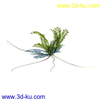 虉草,欧芹,北艾,杂草,白车轴草,剪股颖,海冬青,芦苇,蕨麻,宽叶香蒲,植物模型合集的图片28