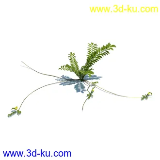 虉草,欧芹,北艾,杂草,白车轴草,剪股颖,海冬青,芦苇,蕨麻,宽叶香蒲,植物模型合集的图片29