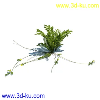 虉草,欧芹,北艾,杂草,白车轴草,剪股颖,海冬青,芦苇,蕨麻,宽叶香蒲,植物模型合集的图片30