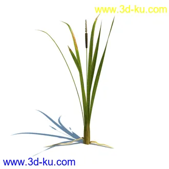 虉草,欧芹,北艾,杂草,白车轴草,剪股颖,海冬青,芦苇,蕨麻,宽叶香蒲,植物模型合集的图片31