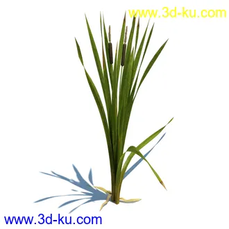 虉草,欧芹,北艾,杂草,白车轴草,剪股颖,海冬青,芦苇,蕨麻,宽叶香蒲,植物模型合集的图片32