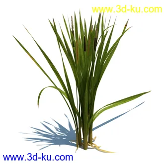 虉草,欧芹,北艾,杂草,白车轴草,剪股颖,海冬青,芦苇,蕨麻,宽叶香蒲,植物模型合集的图片33