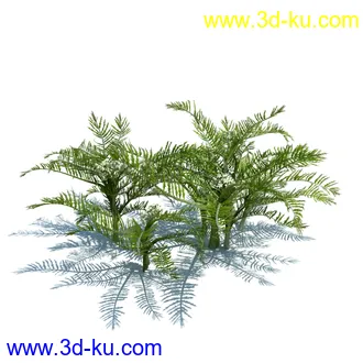 虉草,欧芹,北艾,杂草,白车轴草,剪股颖,海冬青,芦苇,蕨麻,宽叶香蒲,植物模型合集的图片36