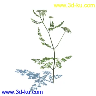 虉草,欧芹,北艾,杂草,白车轴草,剪股颖,海冬青,芦苇,蕨麻,宽叶香蒲,植物模型合集的图片37