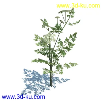 虉草,欧芹,北艾,杂草,白车轴草,剪股颖,海冬青,芦苇,蕨麻,宽叶香蒲,植物模型合集的图片38