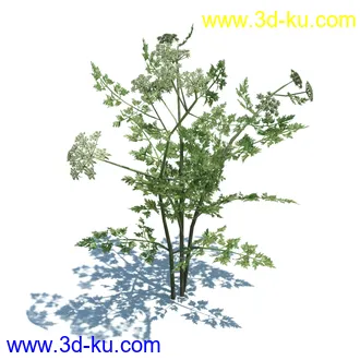 虉草,欧芹,北艾,杂草,白车轴草,剪股颖,海冬青,芦苇,蕨麻,宽叶香蒲,植物模型合集的图片39